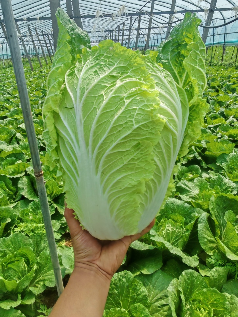 黄心白菜/视频看货/产地直发/品质保证/欢迎