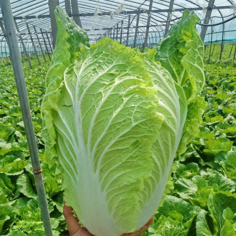 黄心白菜/视频看货/产地直发/品质保证/欢迎