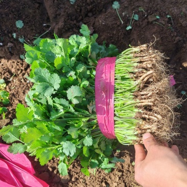 河南平顶山汝州鑫源蔬菜大量出售，大叶香菜，品质有保障量