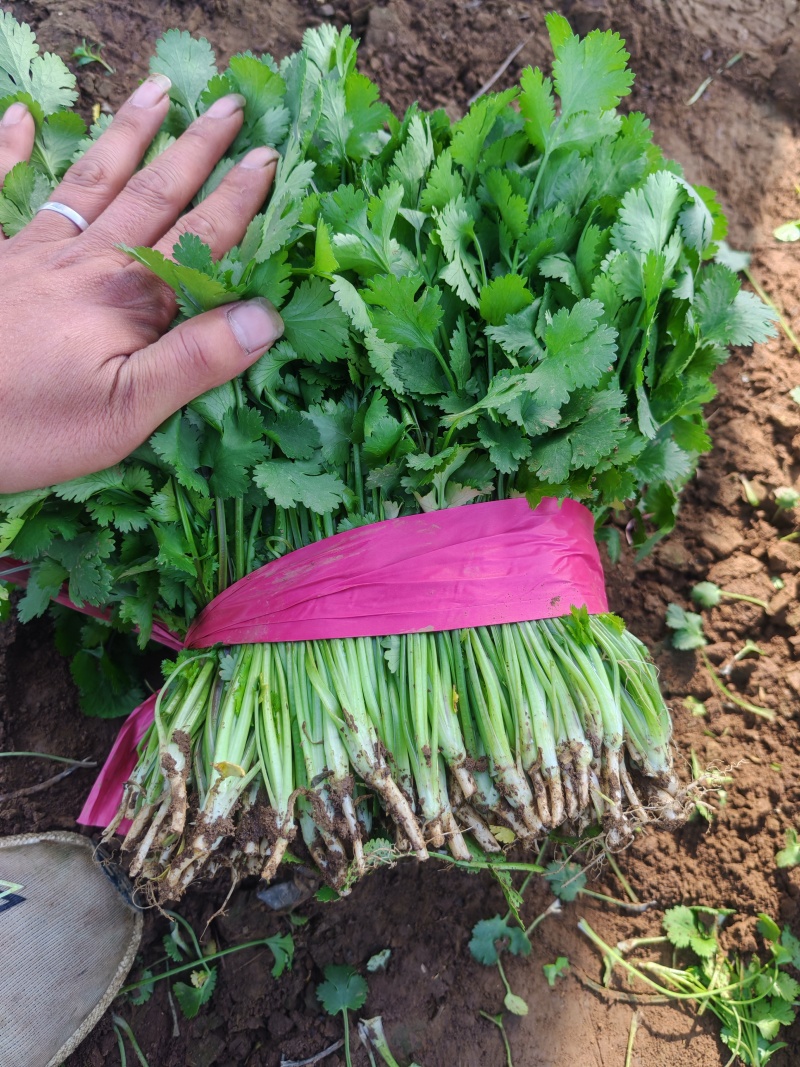 河南平顶山汝州鑫源蔬菜大量出售，大叶香菜，品质有保障量