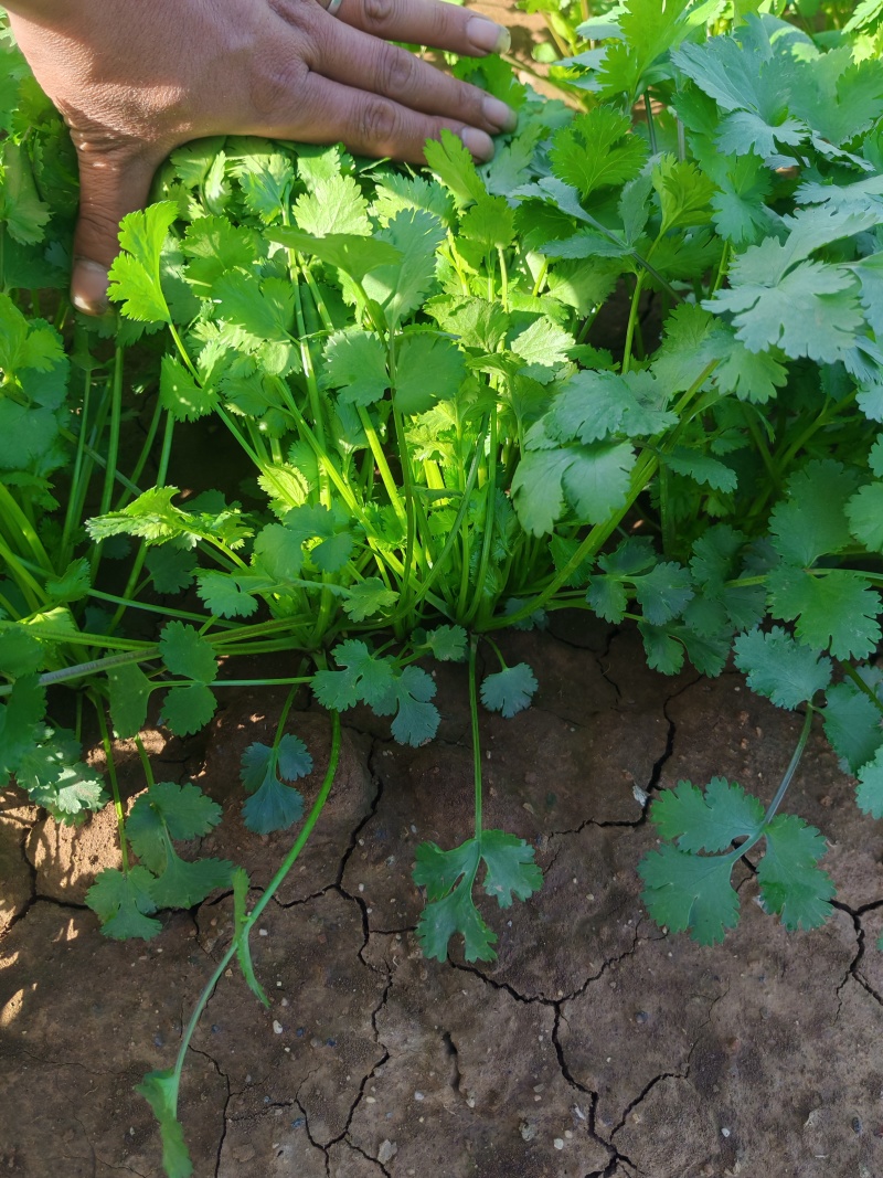 河南平顶山汝州鑫源蔬菜大量出售，大叶香菜，品质有保障量