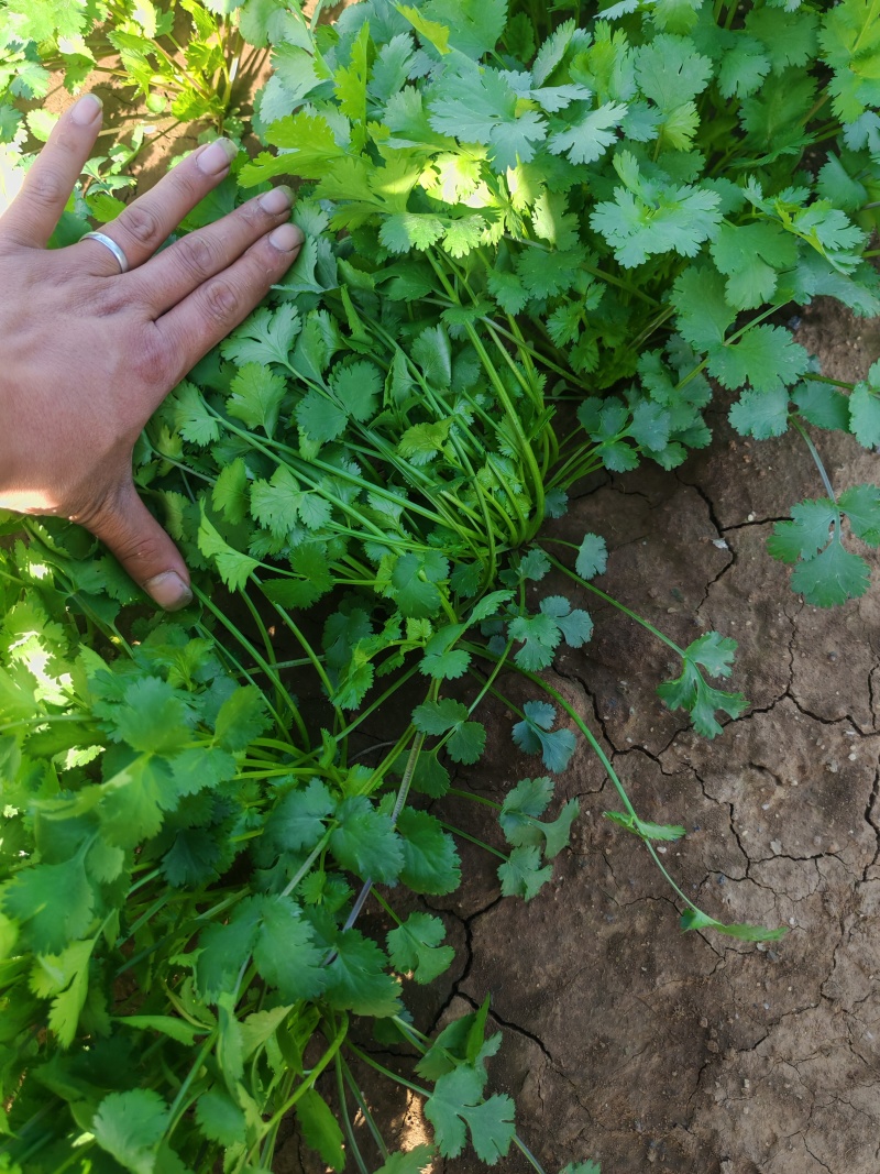 河南平顶山汝州鑫源蔬菜大量出售，大叶香菜，品质有保障量