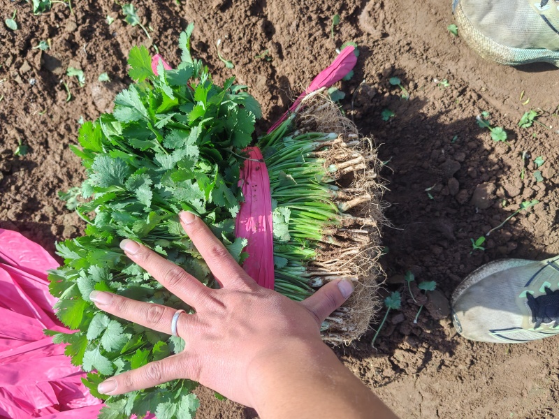 河南平顶山汝州鑫源蔬菜大量出售，大叶香菜，品质有保障量