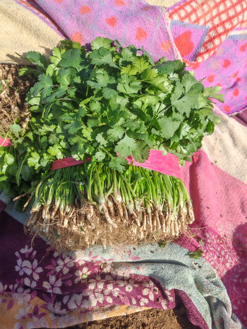 河南平顶山汝州鑫源蔬菜大量出售，大叶香菜，品质有保障量