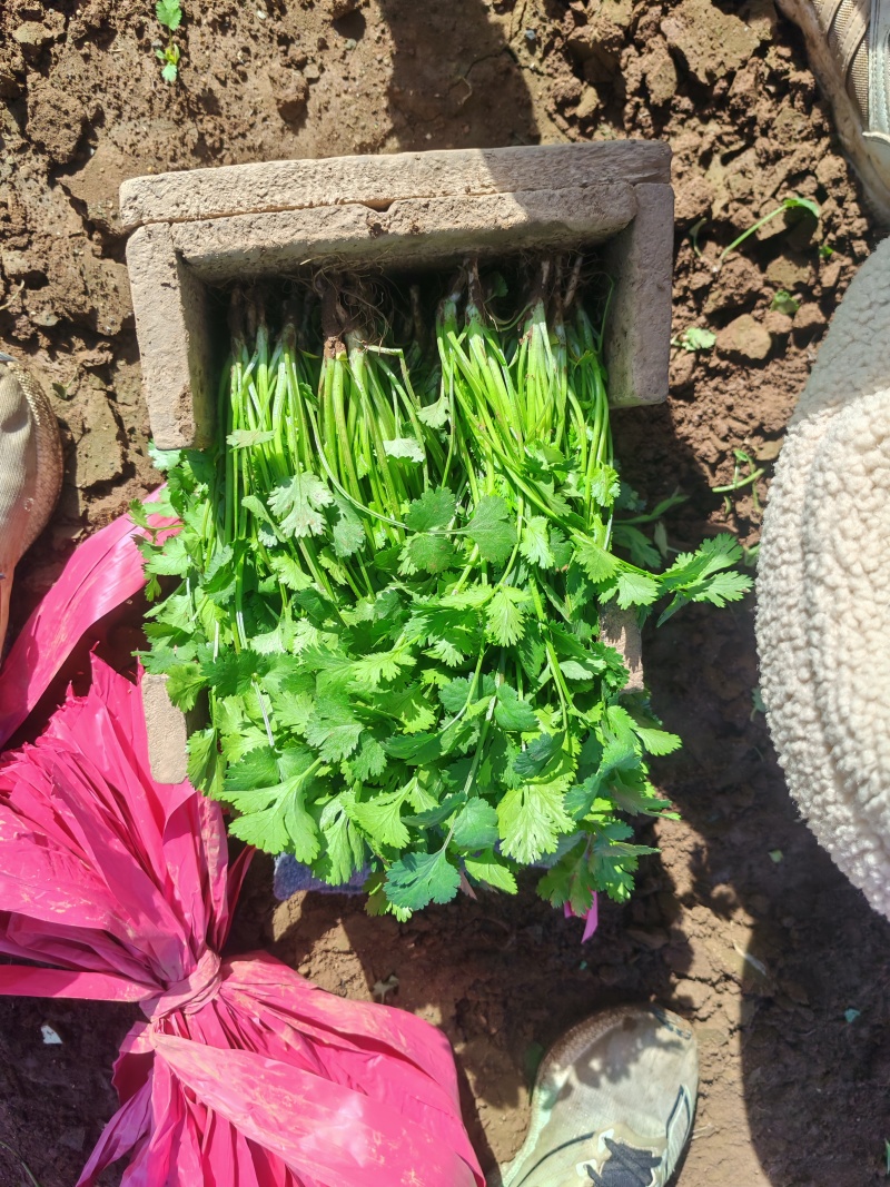 河南平顶山汝州鑫源蔬菜大量出售，大叶香菜，品质有保障量
