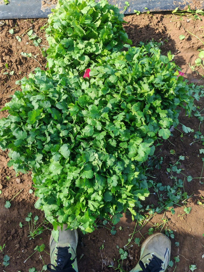 河南平顶山汝州鑫源蔬菜大量出售，大叶香菜，品质有保障量