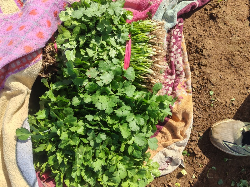 河南平顶山汝州鑫源蔬菜大量出售，大叶香菜，品质有保障量