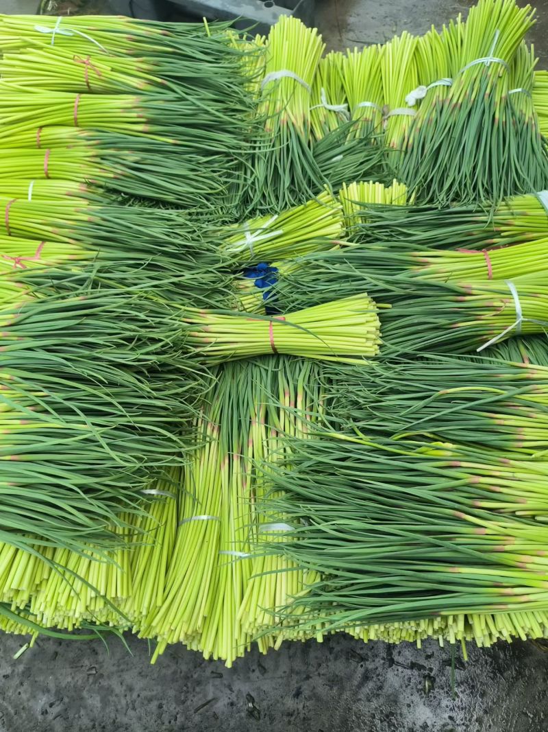 邳州红帽蒜苔