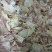 腿碎肉25年12月的18吨，带点骨头