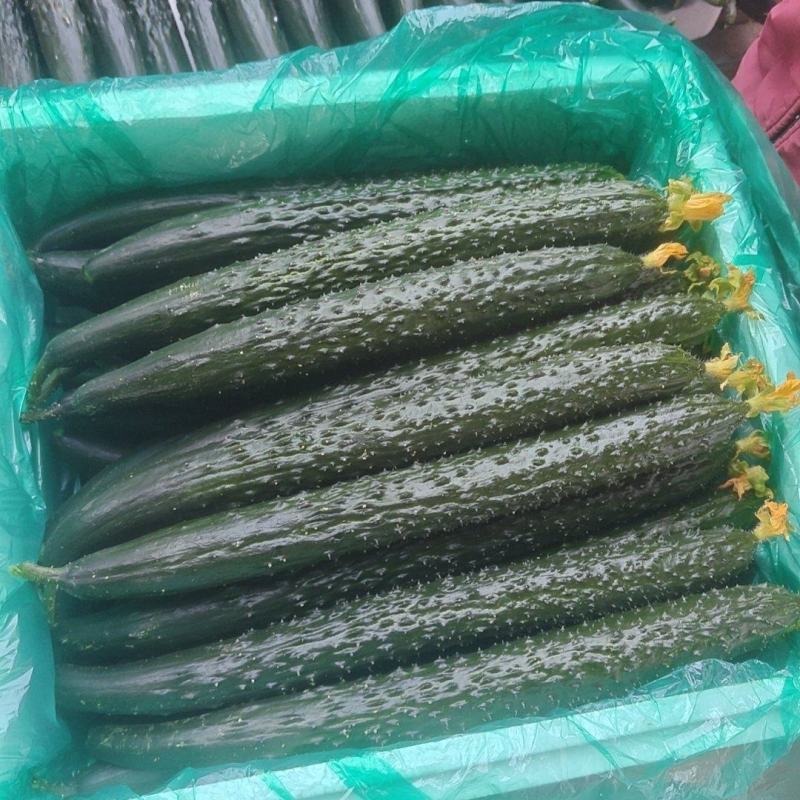 密刺黄瓜