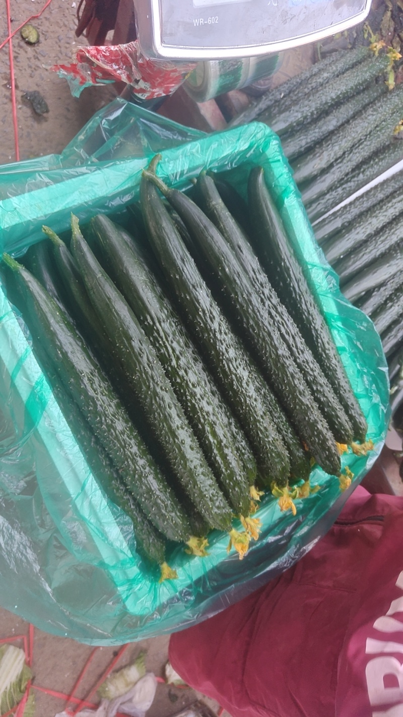 密刺黄瓜