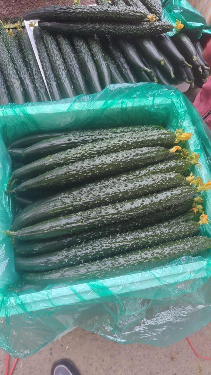 密刺黄瓜