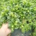基地花小叶栀子花120量大优惠。。。。。。。