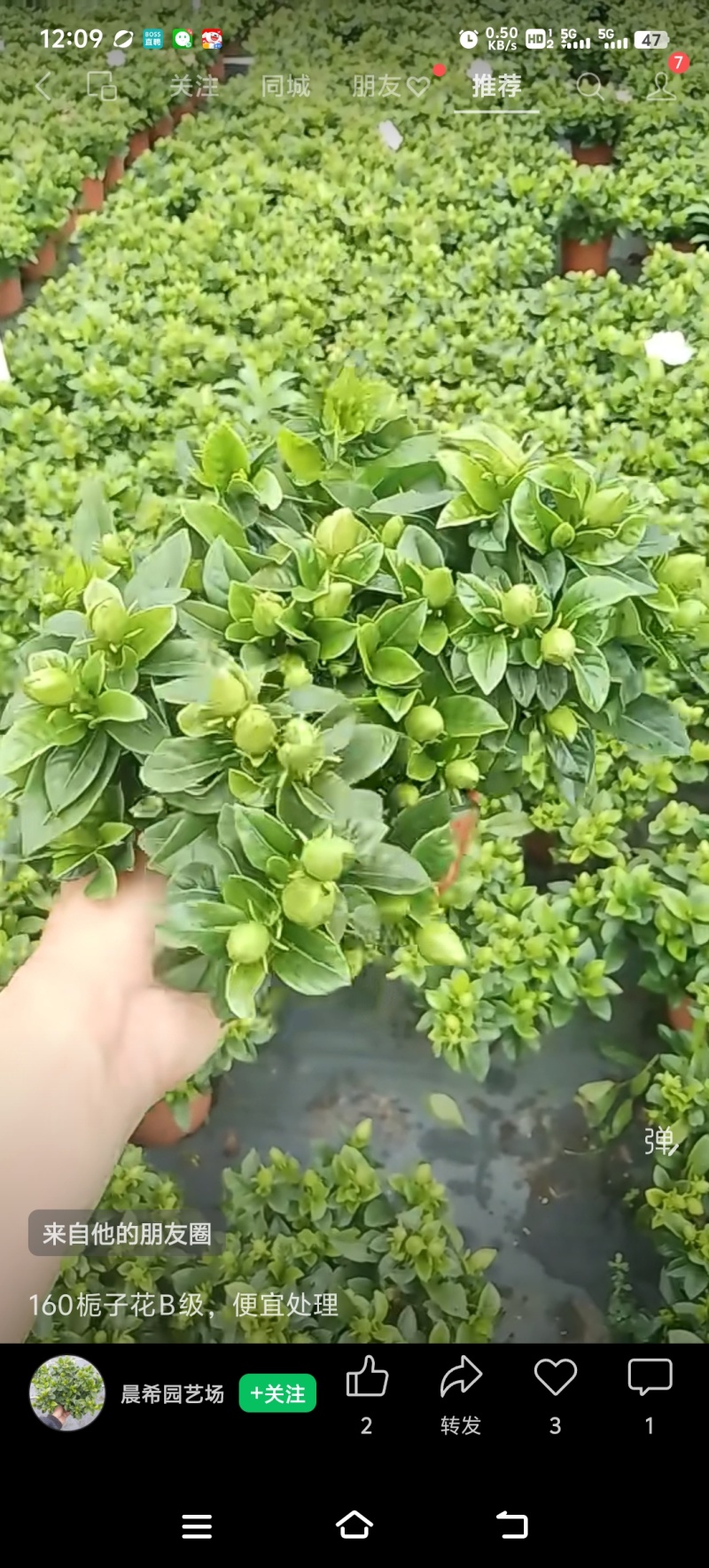基地花小叶栀子花120量大优惠。。。。。。。
