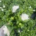 基地花小叶栀子花120量大优惠。。。。。。。