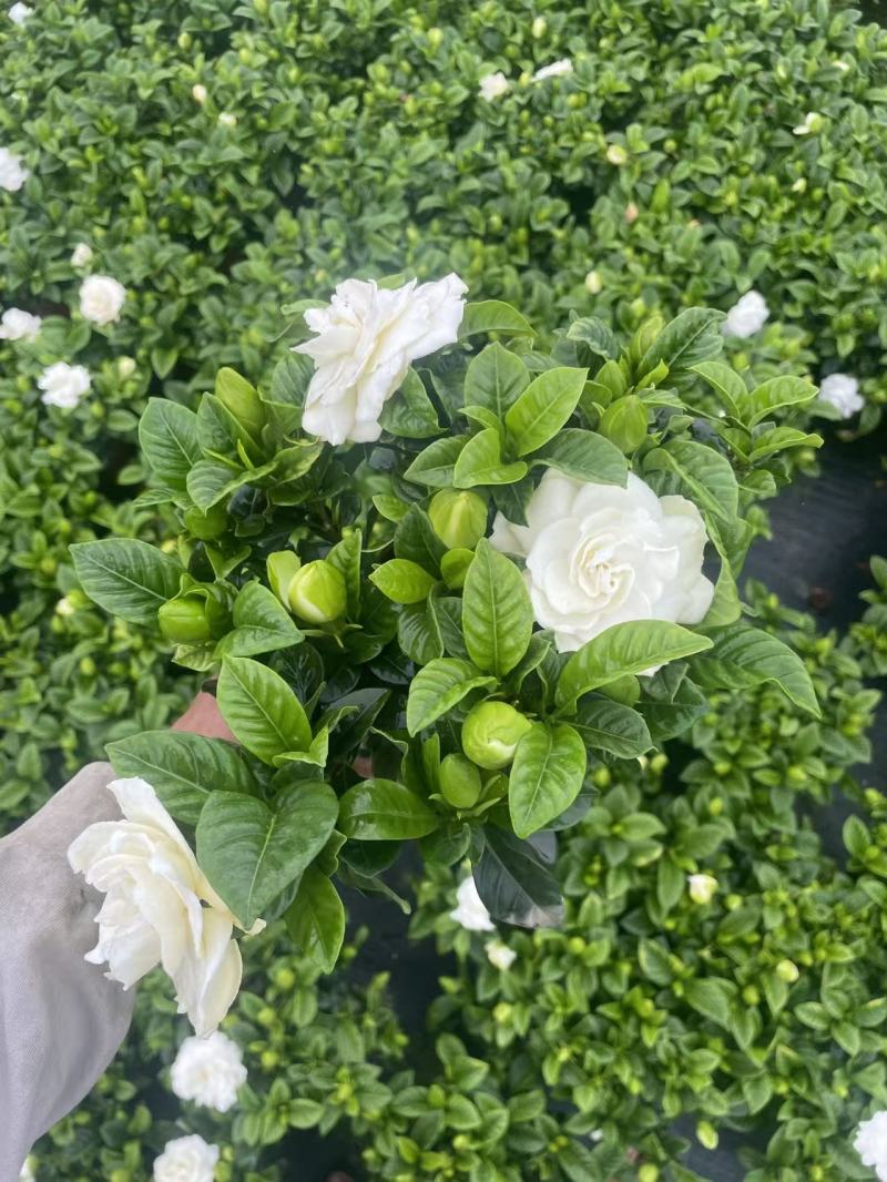 基地花小叶栀子花120量大优惠。。。。。。。