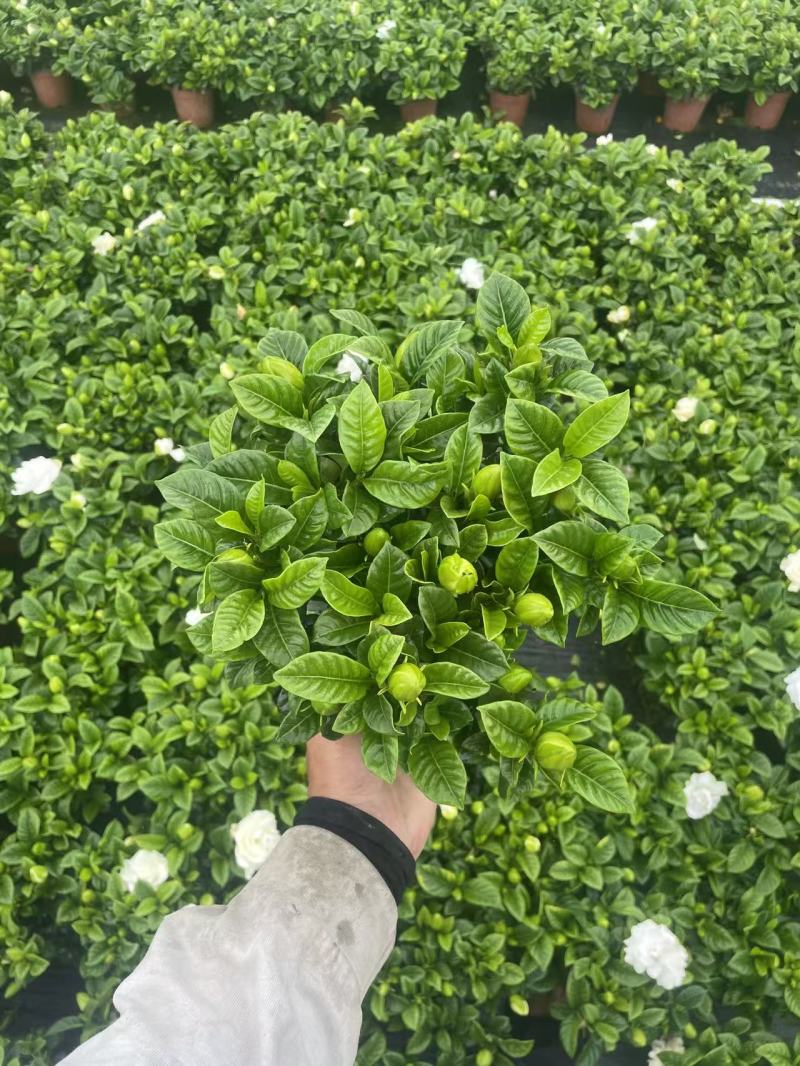 基地花小叶栀子花120量大优惠。。。。。。。