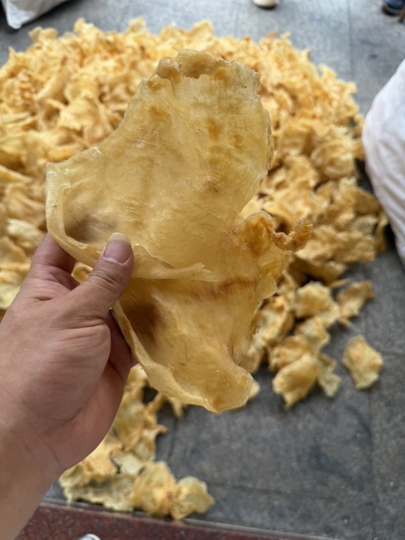 鱼胶花胶斗湖公鱼胶花胶口感厚肉Q弹性价比高