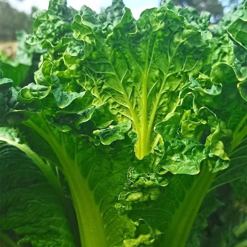 贵州大白菜