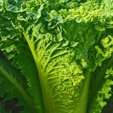 贵州大白菜