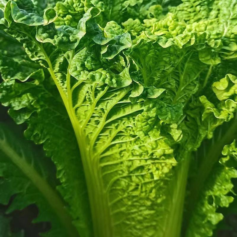 贵州大白菜