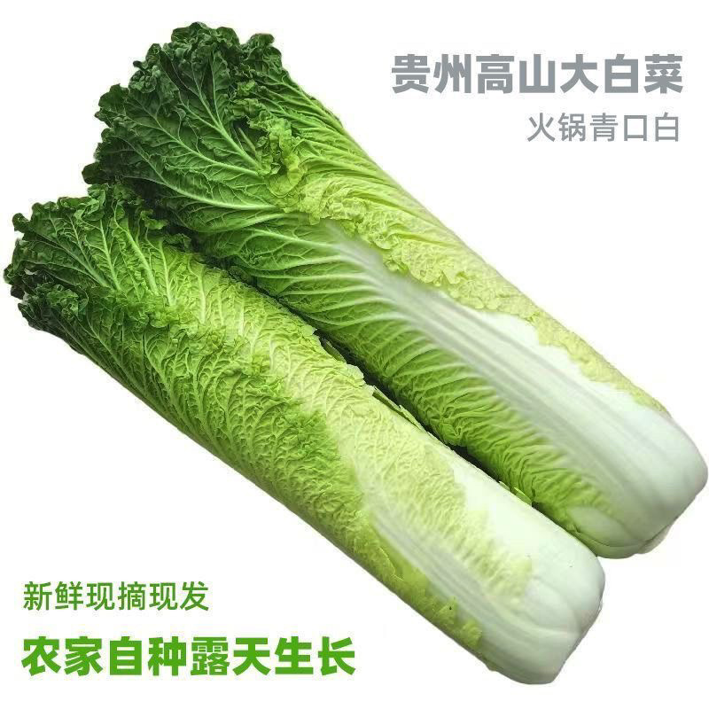 贵州大白菜