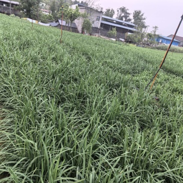 青叶韭菜，（露天种植。韭香浓。）大小：35-65cm.