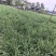 青叶韭菜，（露天种植。韭香浓。）大小：35-65cm.
