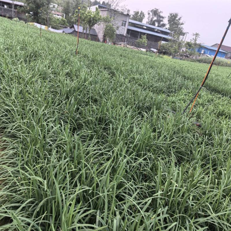 青叶韭菜，（露天种植。韭香浓。）大小：35-65cm.