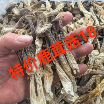 鹿茸菇新鲜农家鹿茸菇煲汤炖炒铁锅炖火锅