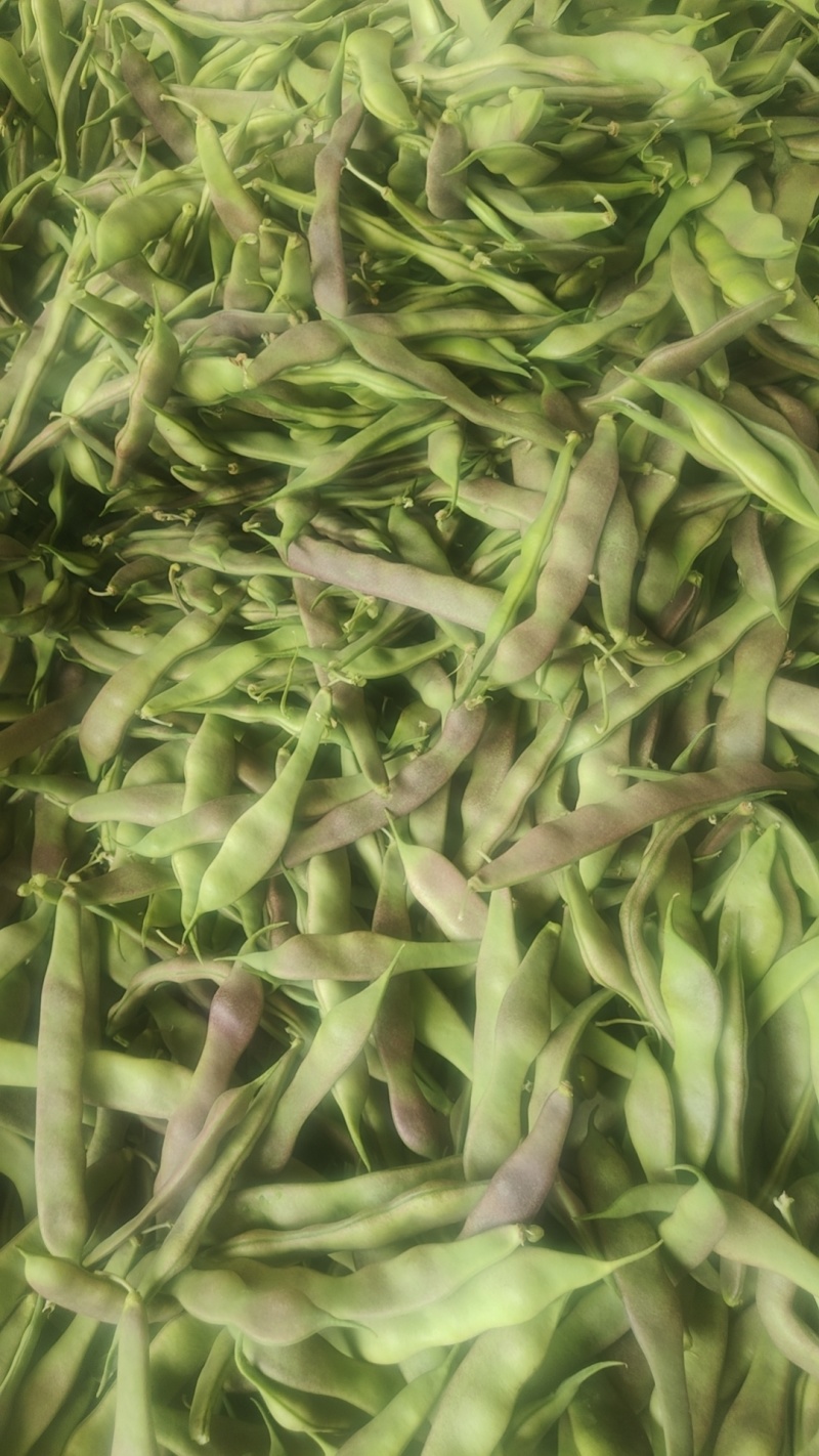 紫花油豆角东北架油豆条形好鲜嫩现场挑随便装满意为止