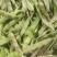 紫花油豆角东北架油豆条形好鲜嫩现场挑随便装满意为止