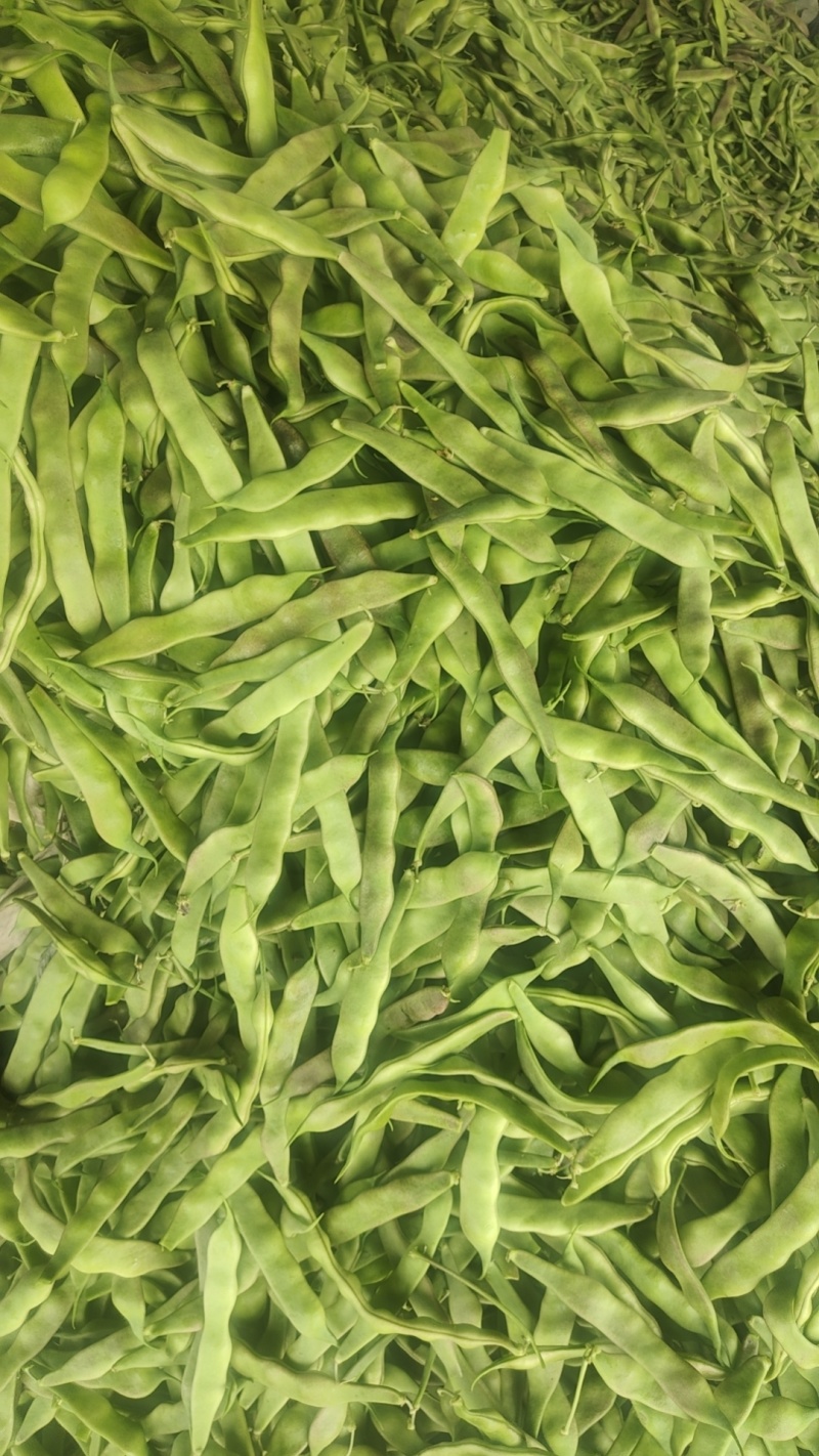 紫花油豆角东北架油豆条形好鲜嫩现场挑随便装满意为止