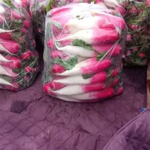 精品大棚头茬水萝卜精品大棚头茬水萝卜精品大棚头茬水萝卜