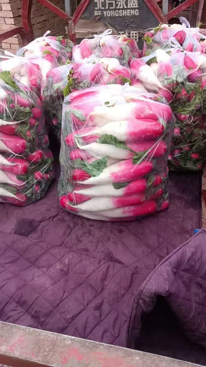 精品大棚头茬水萝卜精品大棚头茬水萝卜精品大棚头茬水萝卜