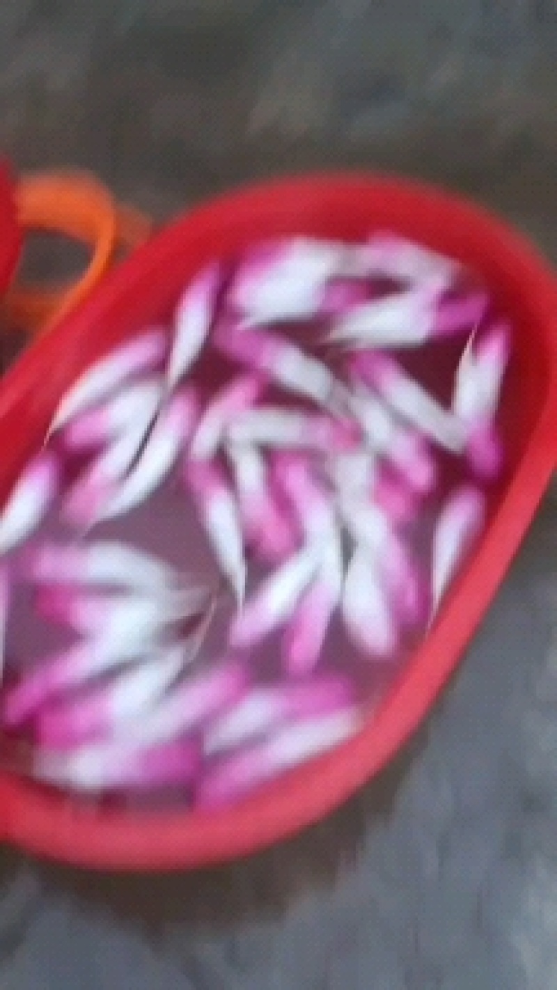 精品大棚头茬水萝卜精品大棚头茬水萝卜精品大棚头茬水萝卜