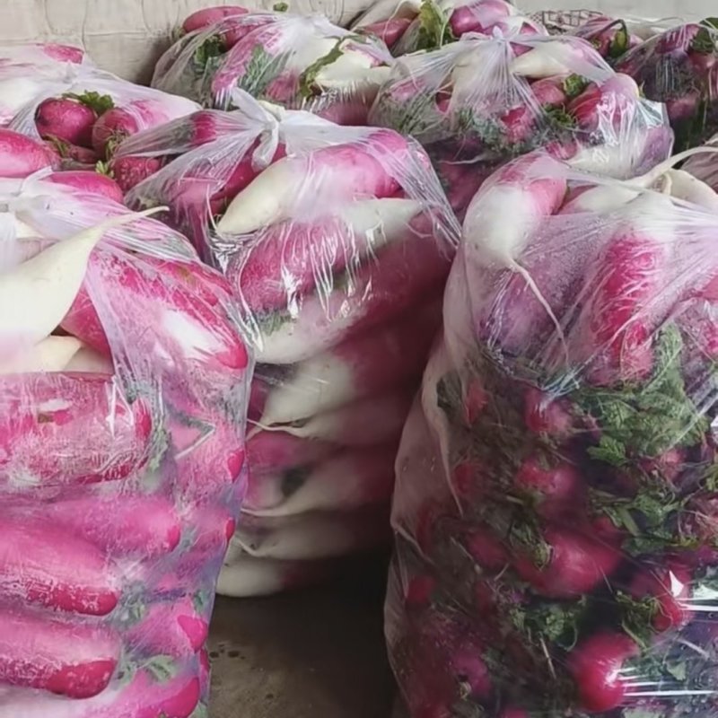 精品大棚头茬水萝卜精品大棚头茬水萝卜精品大棚头茬水萝卜