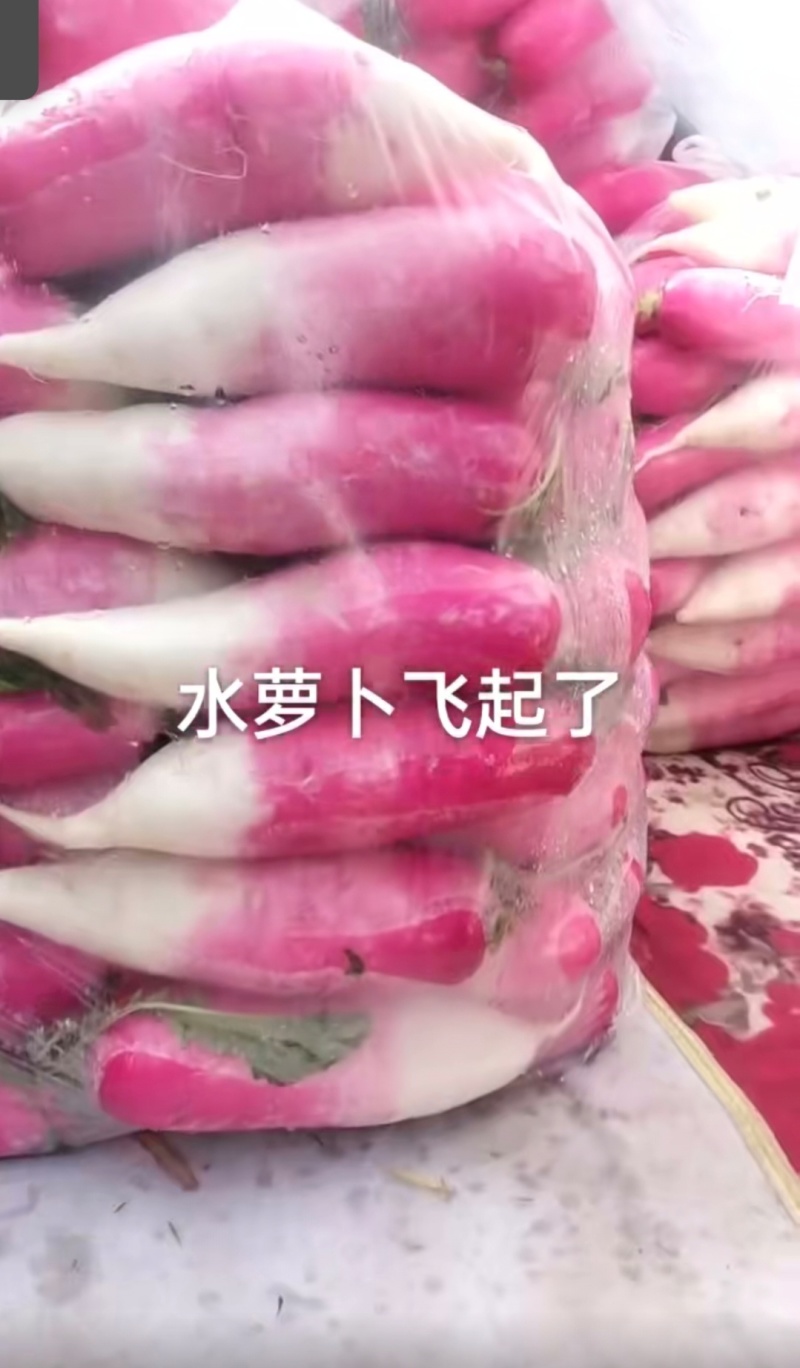 精品大棚头茬水萝卜精品大棚头茬水萝卜精品大棚头茬水萝卜