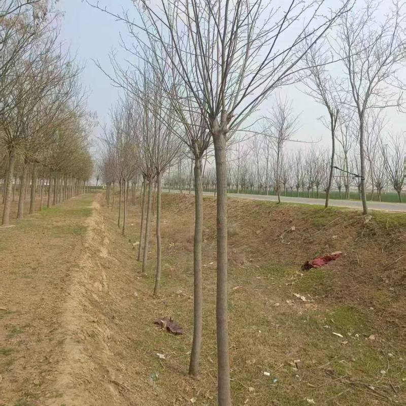 香花槐