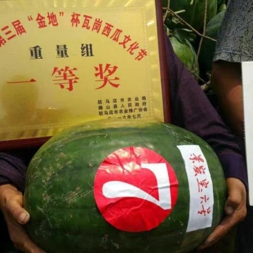 景丰景蜜宝6号耐重茬脆沙穰沙甜