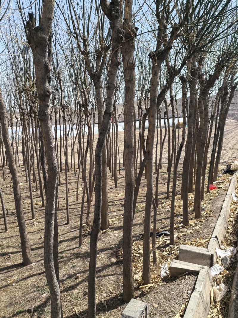 现货4-10公分国槐，8000棵左右现货，甘肃白银