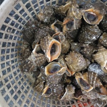 小船冷海域海螺全规格供应欢迎咨询。