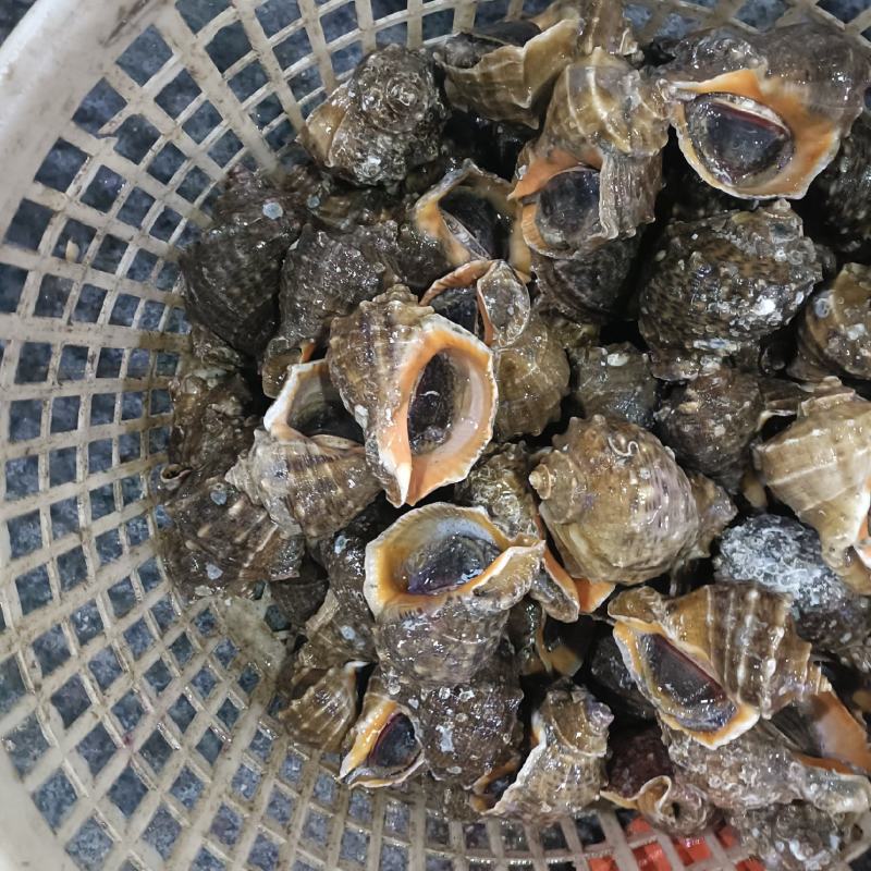 小船冷海域海螺全规格供应欢迎咨询。