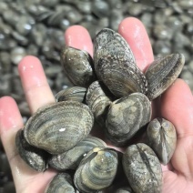 花甲大量发货
