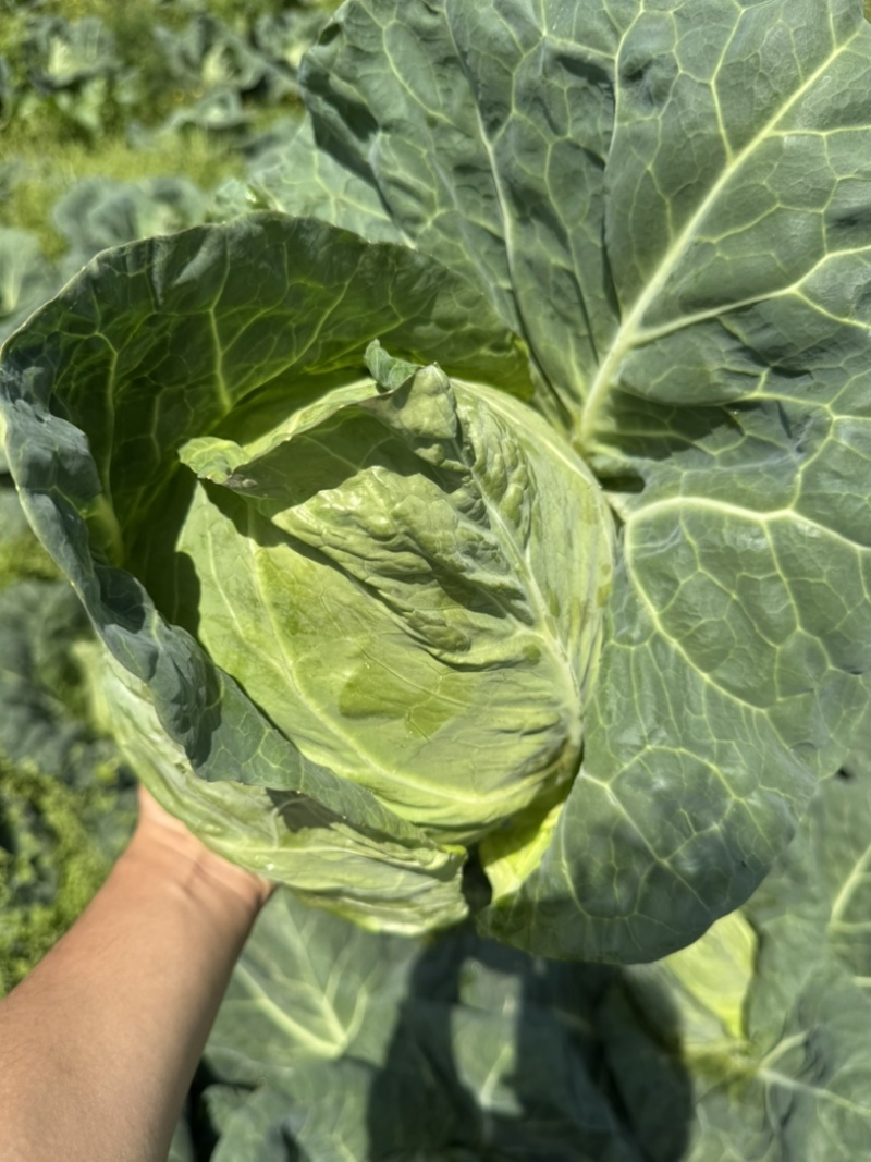 精品牛心白，鸡心白大量出货