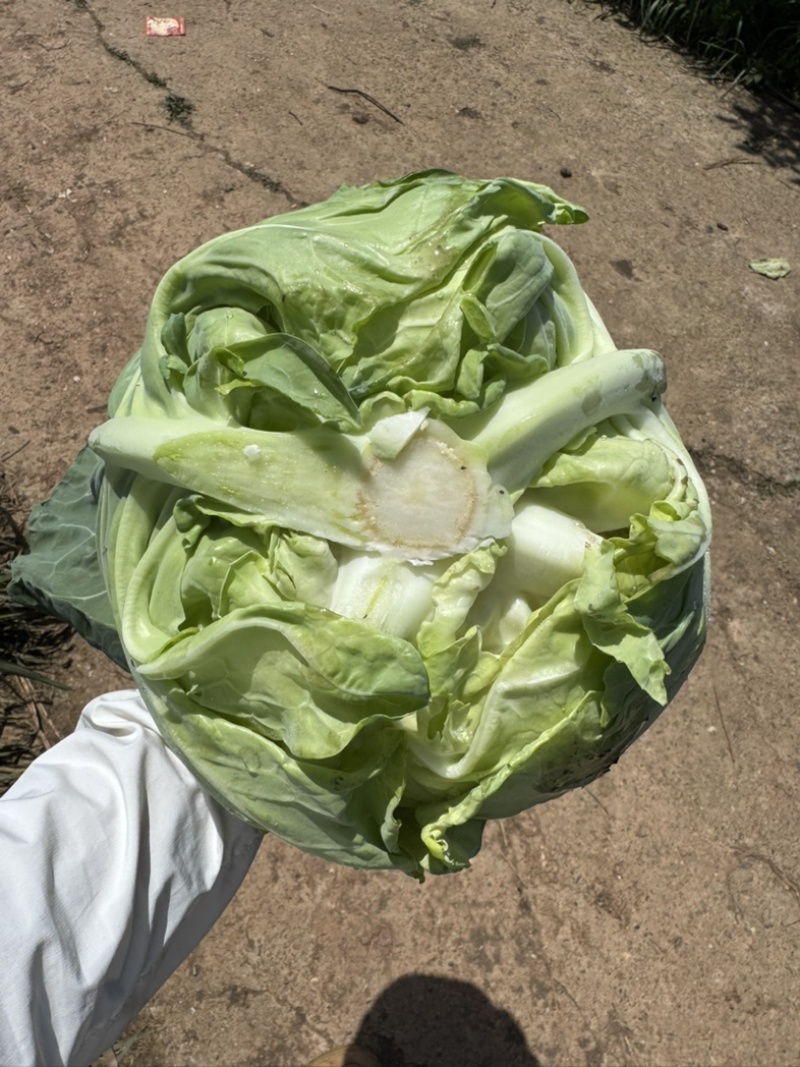 精品牛心白，鸡心白大量出货