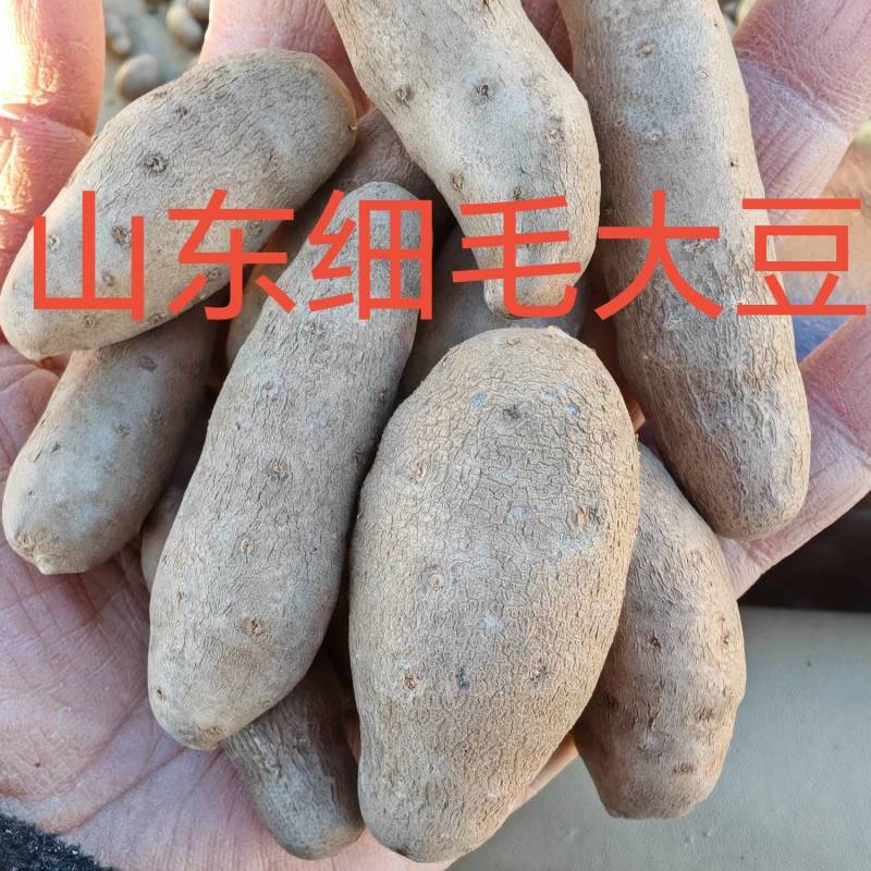 精品山药豆