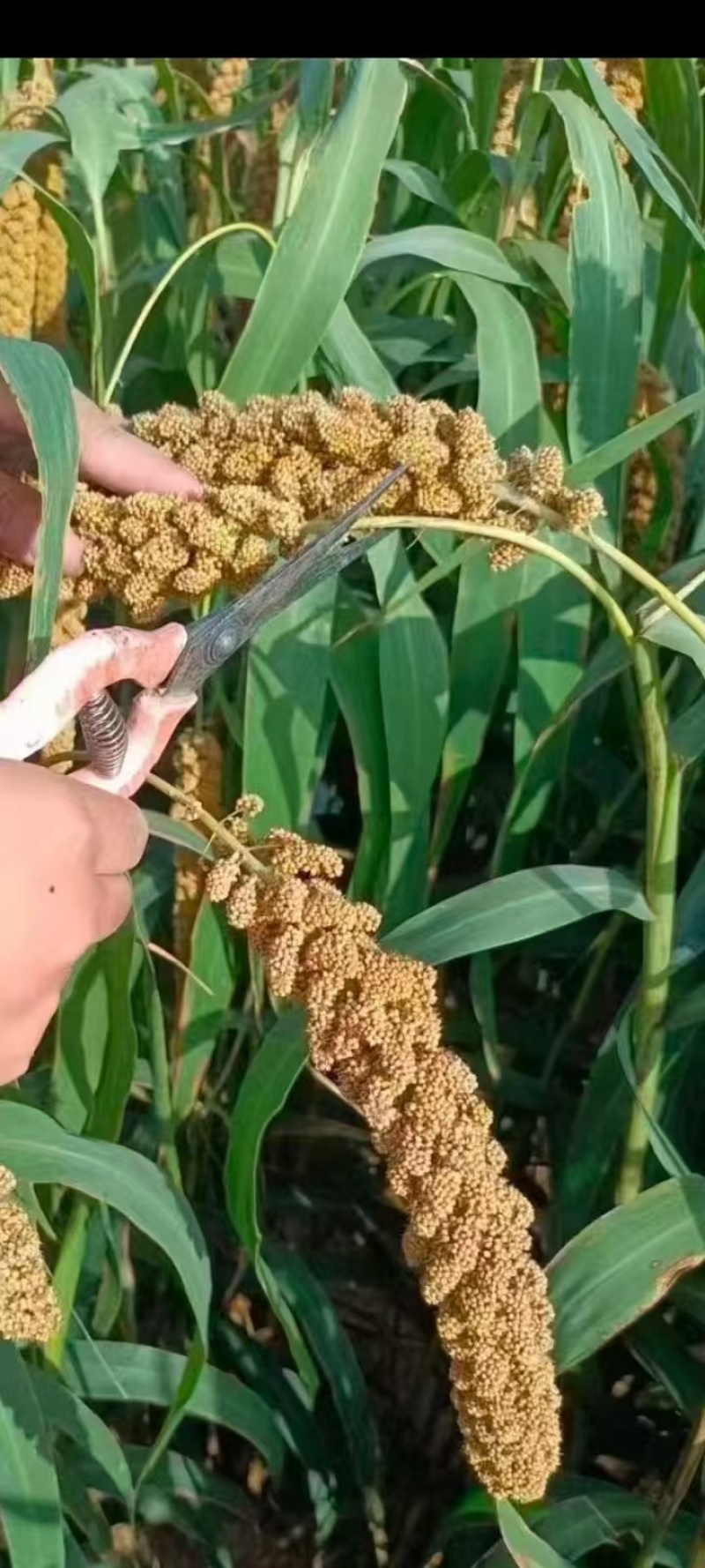 新鲜农家自种小米，无化肥农药