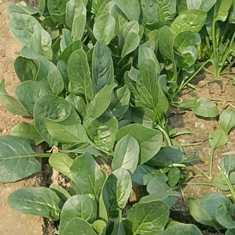 供应菠菜