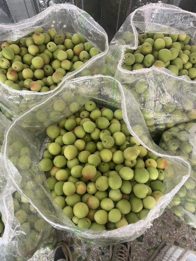 潮汕青竹梅